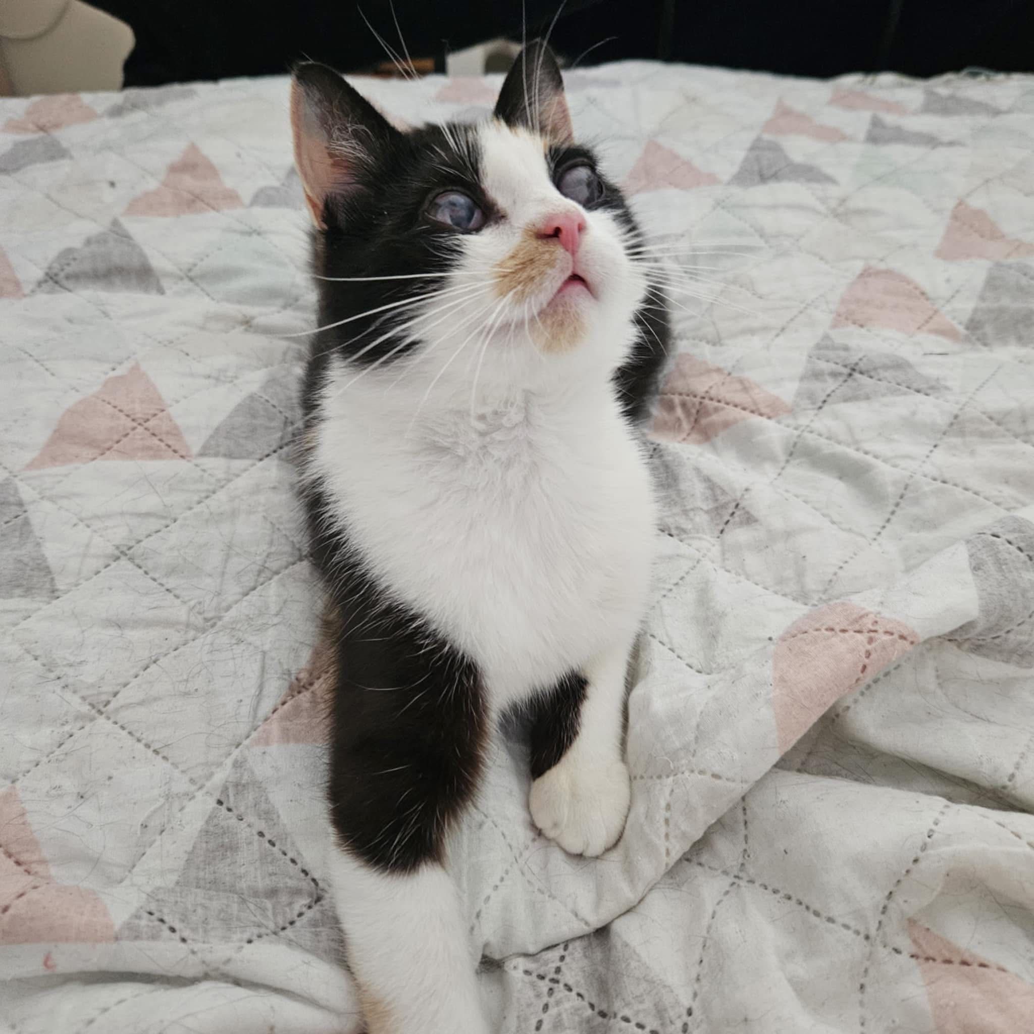 Cudna kotka Nori PILNIE szuka domku do adopcji