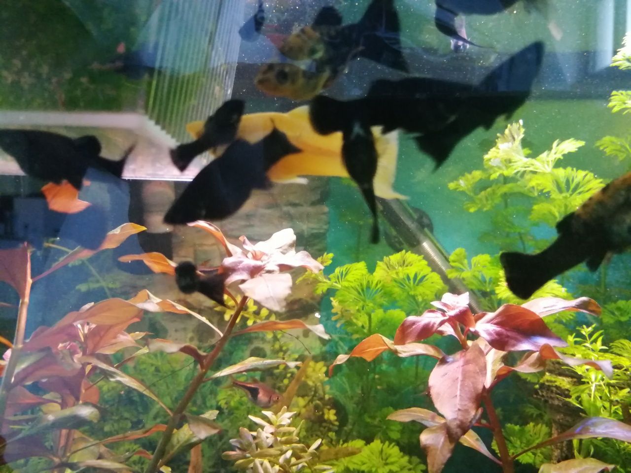 Guppies, papagaios anões, Molly's, espadas e camarões