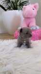Liliowy cudny  piesek chihuahua