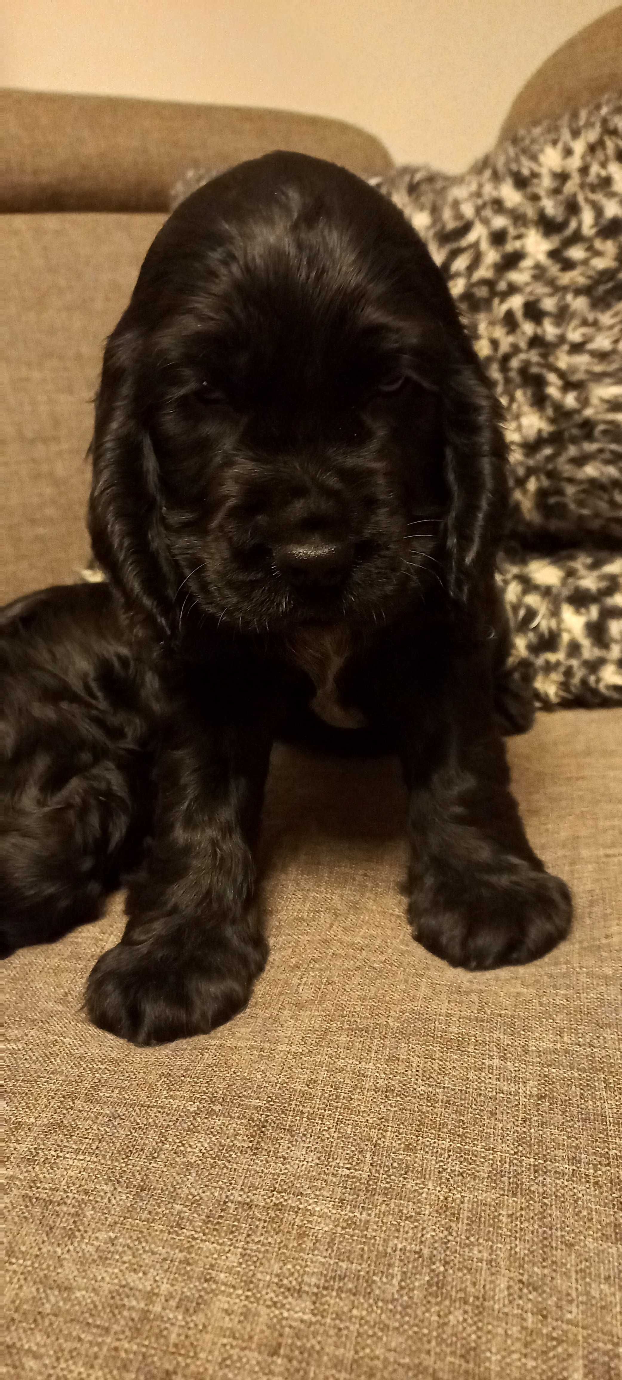 cocker spaniel angielski piesek z małą białą krawatką