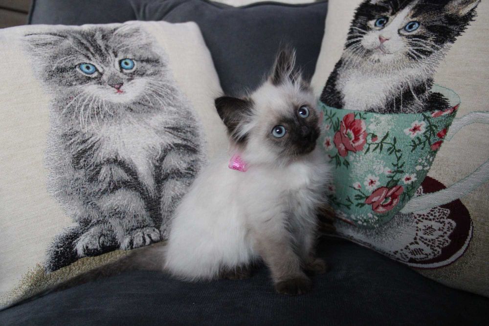 kotka syberyjska Neva Masquarade