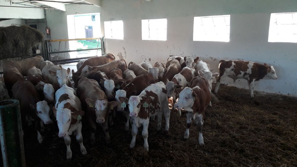 Mięsne Byczki Cielęta Simental