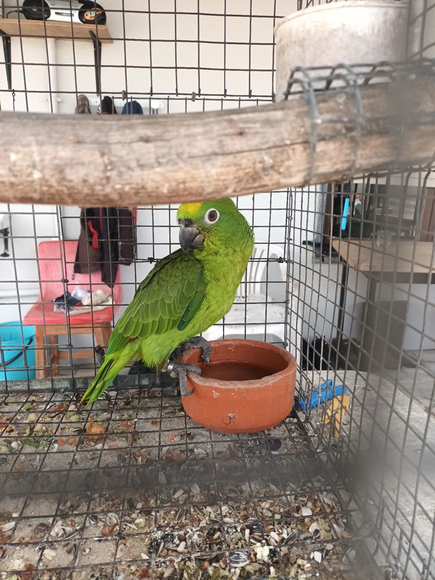 Papagaio ocrocephala