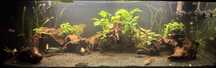 Akwarium 375l 150x50x50 pielegnice channy polypterusy pelny zestaw