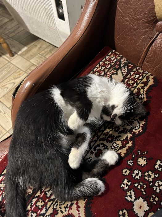 Віддам кошеняток, дуже грайливі та лагідні!