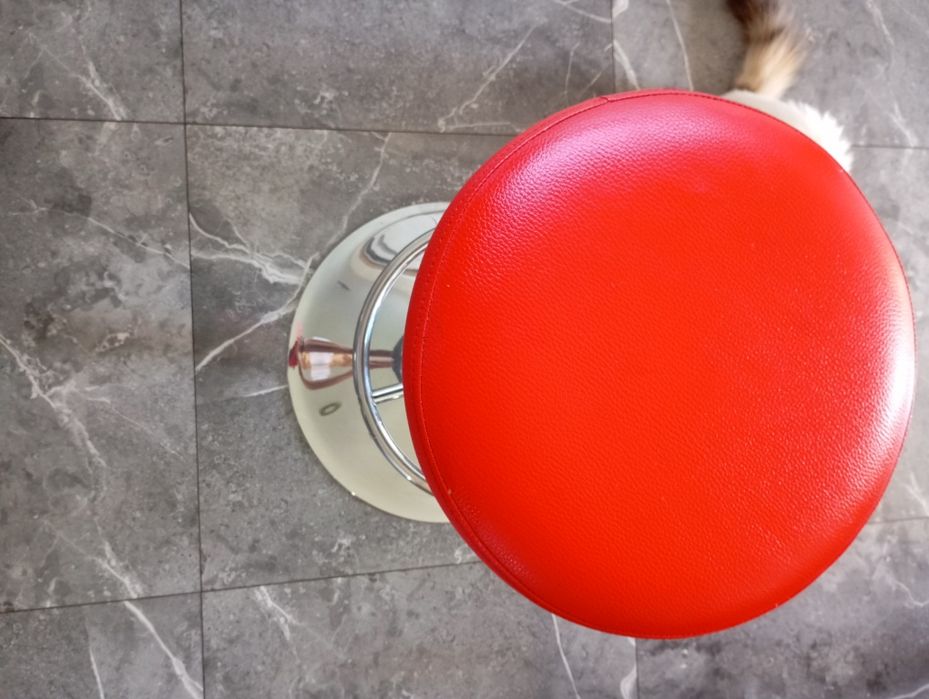 Przyszło Cocker czerwone