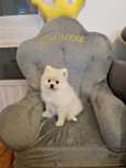 Pomeranian,szpic miniaturowy.