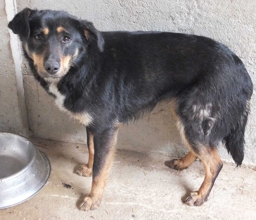 Kromka nieduża suka , czarna podpalana do adopcji