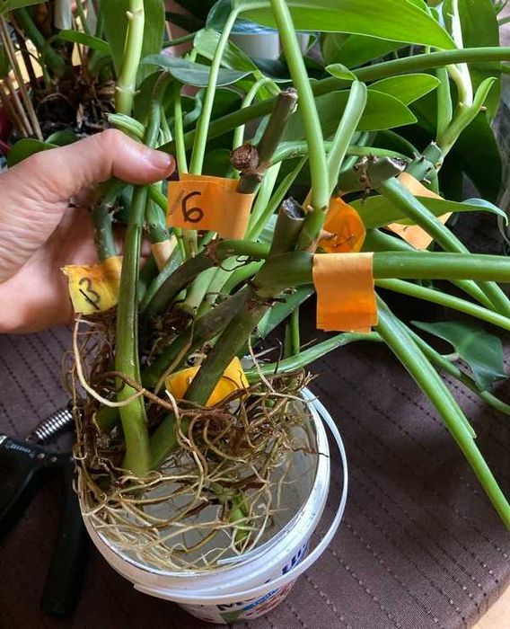 Philodendron filodendron Emerald Queen sadzonka cięta nr 4