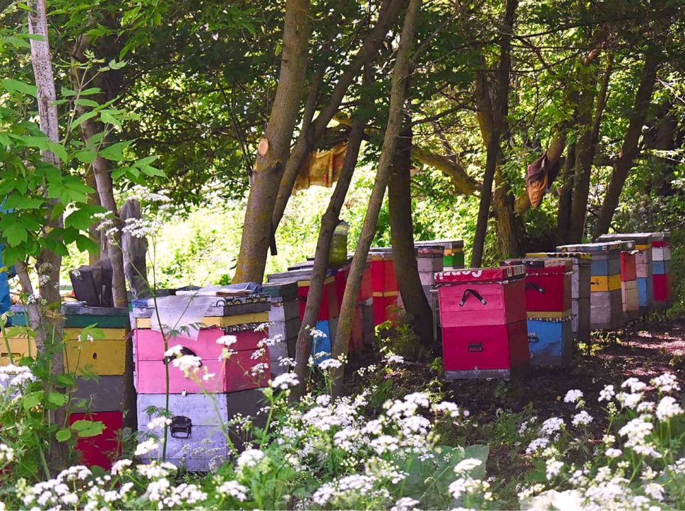 Пасіка, сімї, бджолопакети, відводки, пасека, пчелы, отводки, пакеты