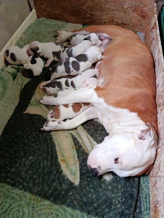 ЩЕНКИ Американского стаффа.