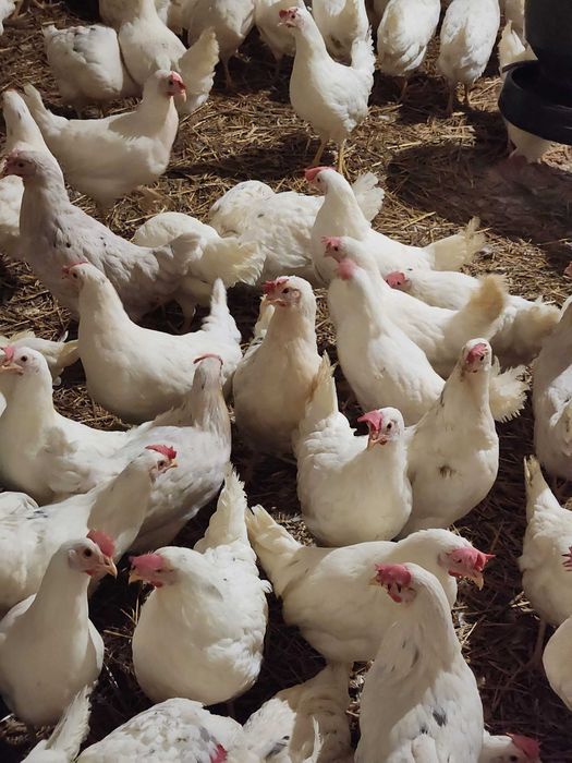 Kury nioski Leghorn Messa Rossa od 8 do 26 tyg! Zapraszamy !!
