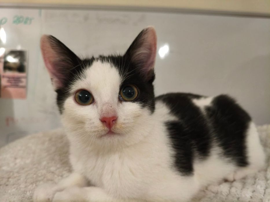 Spójrz w te oczy i podaruj dom. Wspaniałe koty czekają na Ciebie!