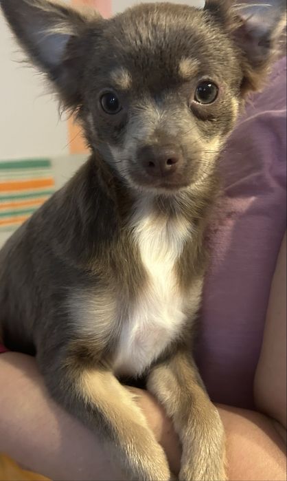 Chichuahua czekoladowy piesek