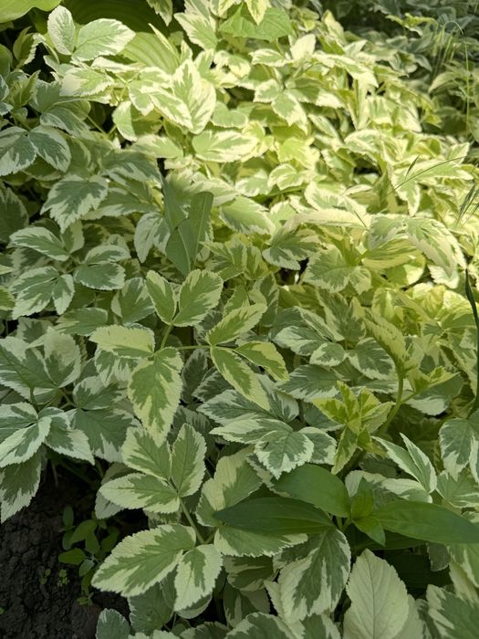 Багаторічні рослини хоста, орегано, яглиця варієгатна, очитки