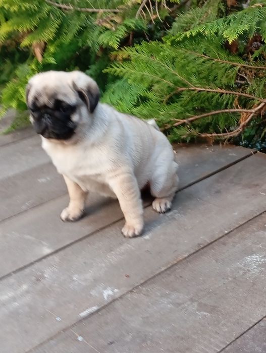 Mops suczka ZkwP FCI Łódź
