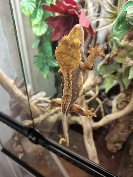 Gekon orzęsiony samica tricolor