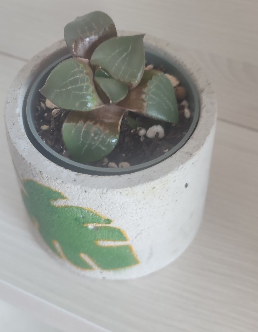 Oportunidade! Suculenta Haworthia springbokvlakensis com vaso de cimen