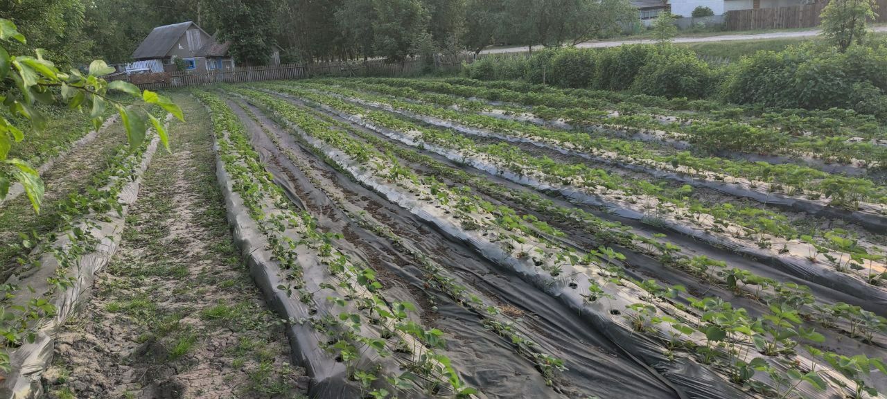 Продаю розсаду полуниці Азія