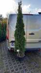 Tuja szmaragd na żywopłot 190-200 cm TRANSPORT ukorzeniona SMARAGD