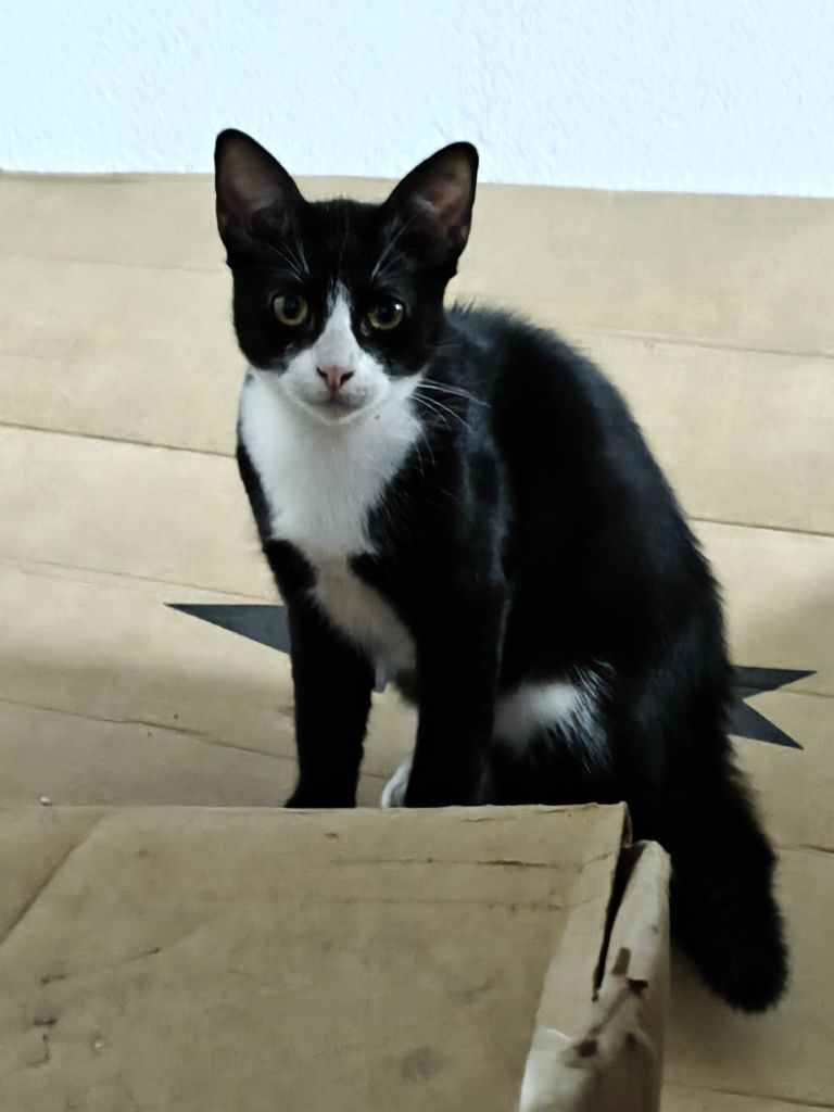 Gatos para adoção