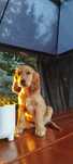 Urocza Hybryda Golden Retriever x Labrador Retriever ! OSTATNIE SUCZKI