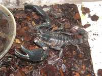 Большой лесной скорпион из Индонезии не ядовит