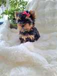 Zachwycająco piękna Mia. Sunia Yorkshire terrier czarno - złota.