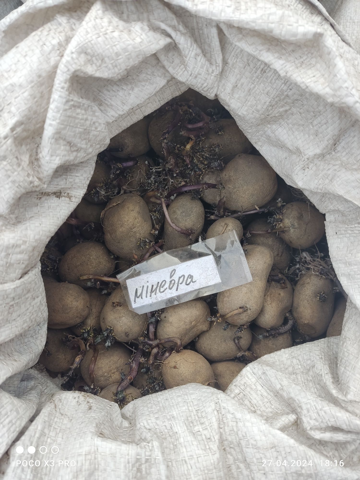 Посадкова картопля