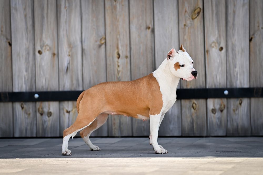 Samczyk American Staffordshire Terrier ZKwP FCI