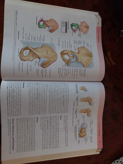 Essential Clinical Anatomy