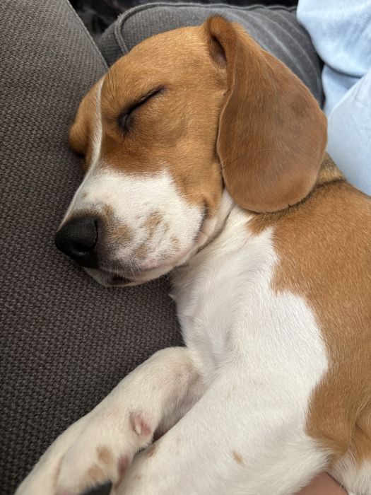 Beagle suczka 5 miesięcy