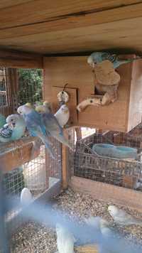 Papugi-papużki faliste