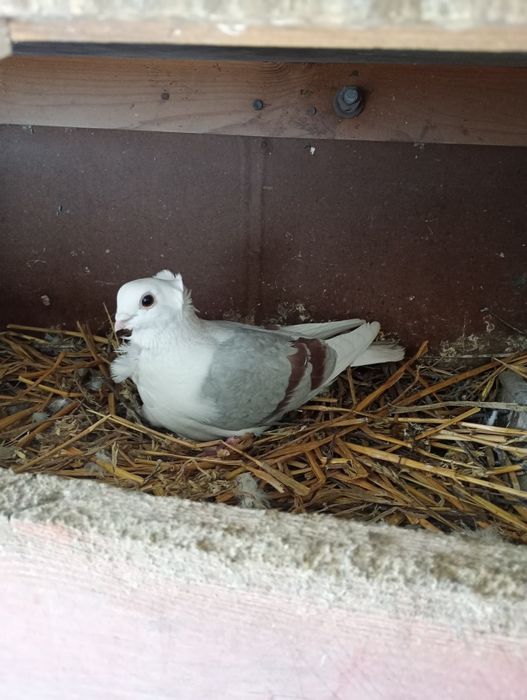 Sprzedam  newki ozdobne