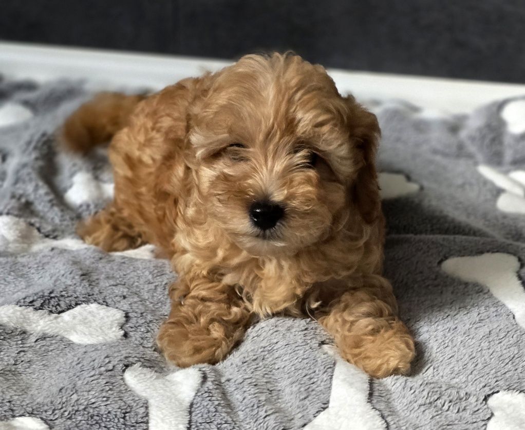 Karmelowy piesek maltipoo