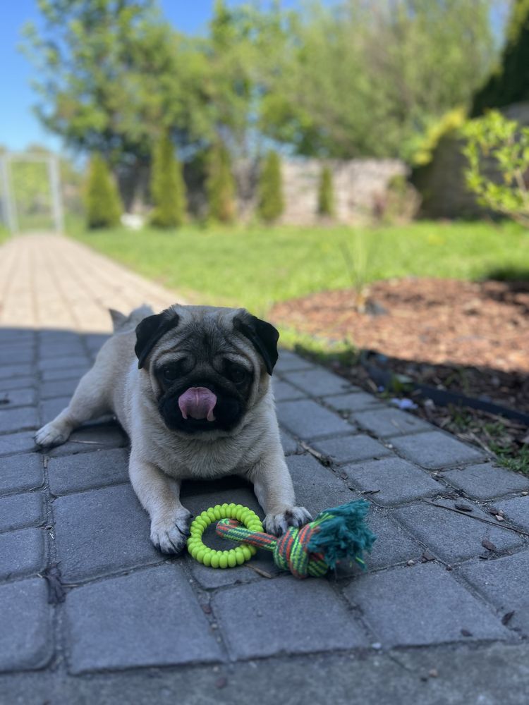 Mops Szczenie ZKwP FCI rodowod