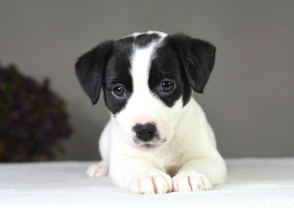 JACK RUSSELL Terrier gładkowłosa suczka niecodziennej urody ZKwP FCI