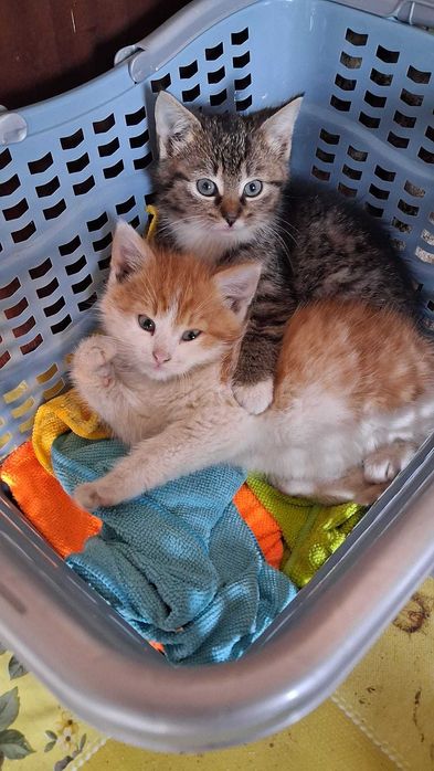 Oddam małe kotki