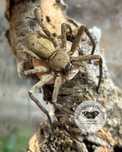 Heteropoda venatori L2/3 - pająk właściwy