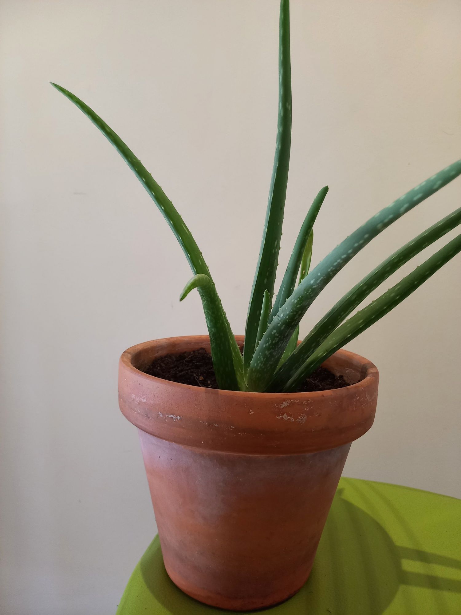 Vaso médio aloe vera