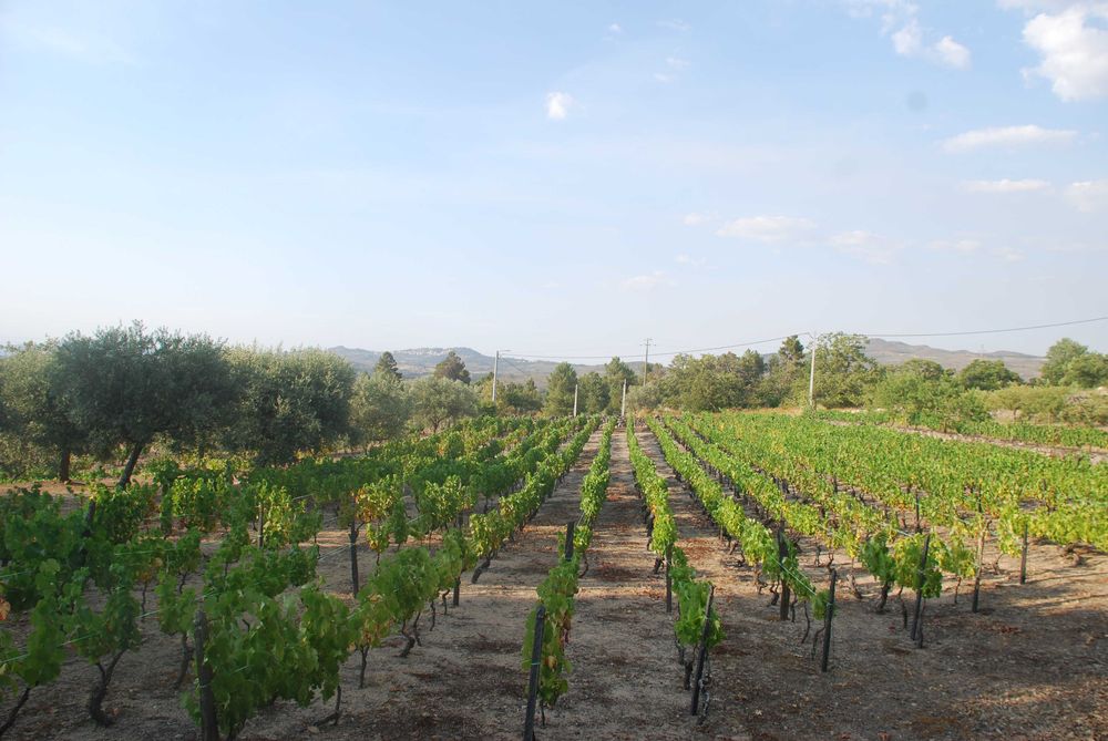 Quinta da Foroa, Macieira (Sernancelhe)