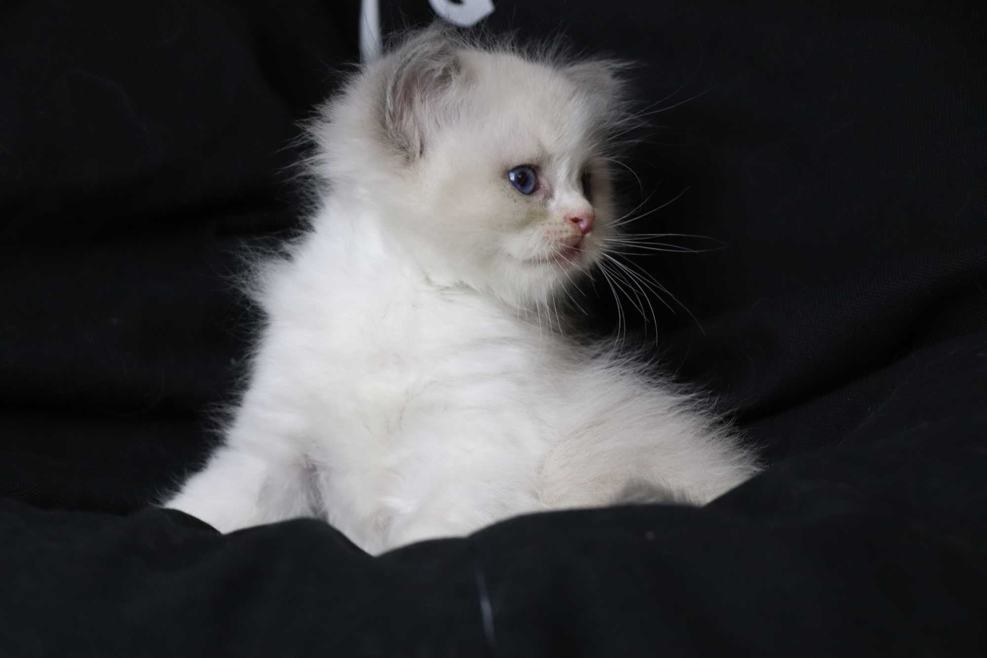 kociakk rasy ragdoll
