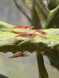 Krewetki neocaridina davidi red cherry