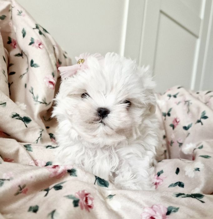 Maltańczyk FCI ZKwP SUCZKA