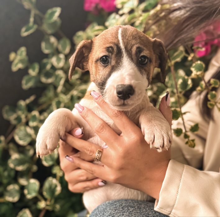 Jack Russell Terrier gotowy do odbioru