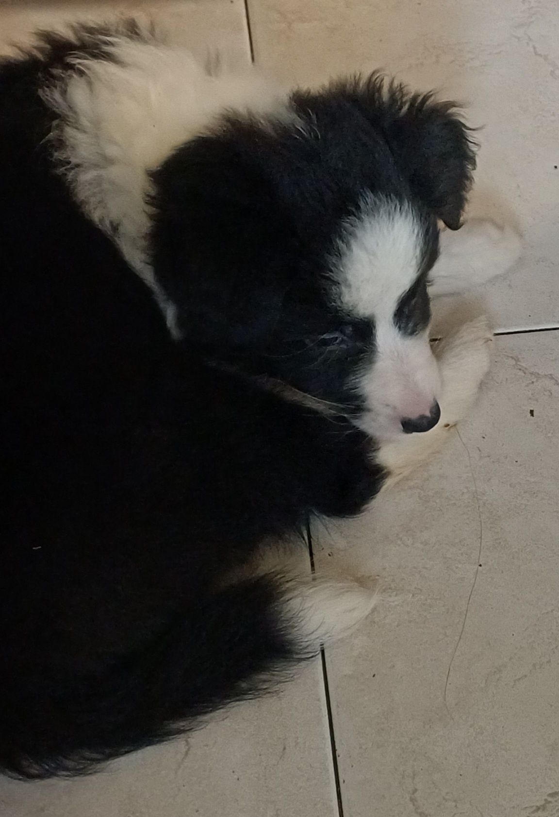 Frea, sunia Border Collie