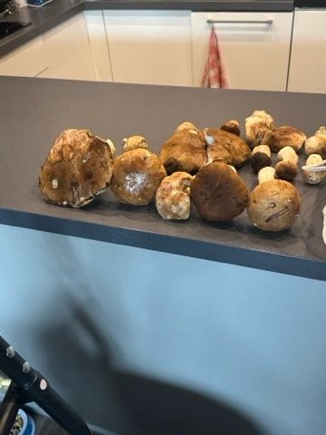 Spezedam suszone mieszane grzyby