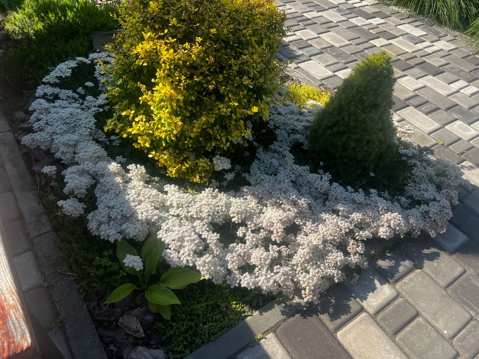 Кровохлебка, герань садова, очиток