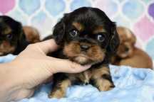 Cavalier King Charles Spaniel