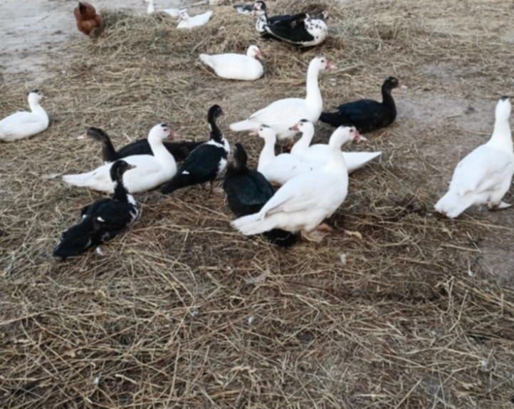 Sprzedam kaczory i kaczki